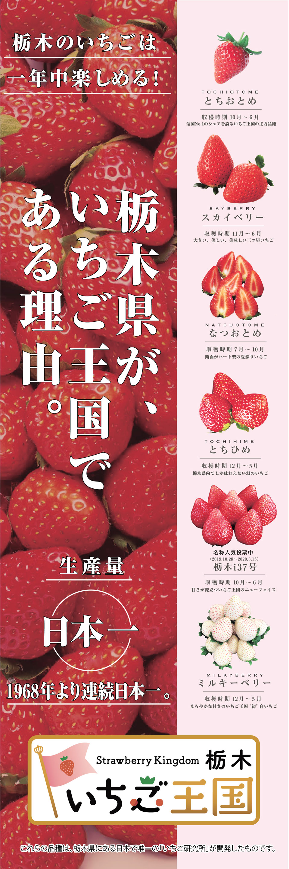 栃木県農政部経済流通課「いちご王国。栃木」のぼり